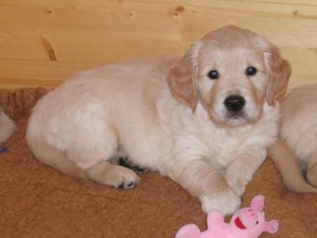 Le petit chien
